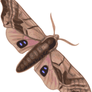 Moth PNG