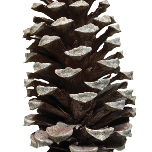 Pine cone PNG