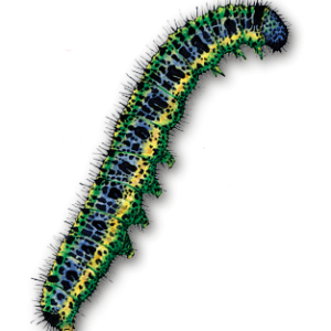 Caterpillar PNG