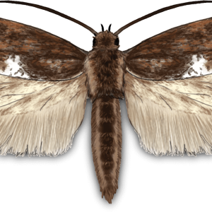Moth PNG