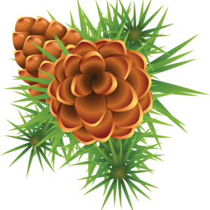 Fir-tree PNG image