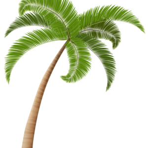 Palm tree PNG