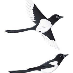 Swallows PNG