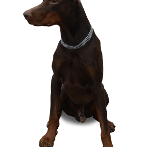 Dog PNG