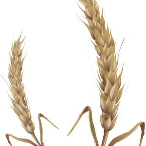Wheat PNG