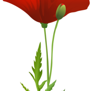 Poppy flower PNG