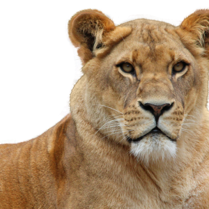 Lion PNG