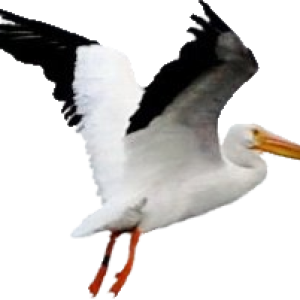 Pelican PNG