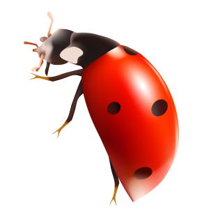 ladybug PNG image