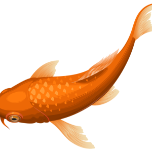 Goldfish PNG