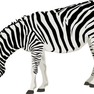 Zebra PNG image