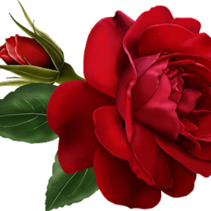 Rose PNG