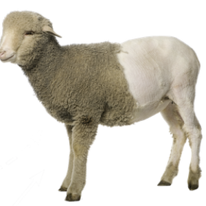 sheep PNG image