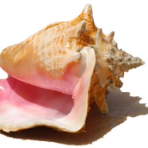 Conch PNG