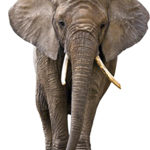 Elephant PNG