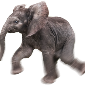Elephant PNG