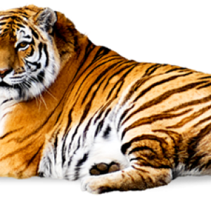 Tiger PNG