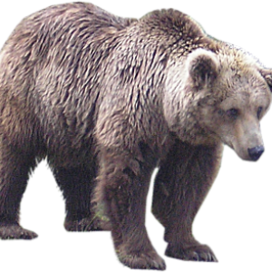 bear PNG image