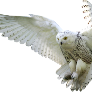 Bird PNG