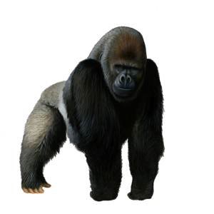 Gorilla PNG