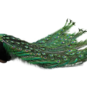Peacock PNG