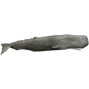 Sperm whale PNG