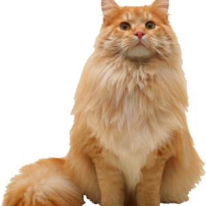 Orange cat looking PNG