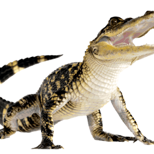Alligator PNG