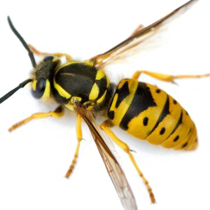 Wasp PNG