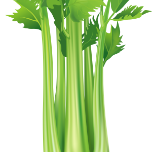 Celery PNG