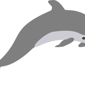 Dolphin PNG