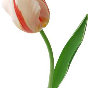 Tulip PNG image
