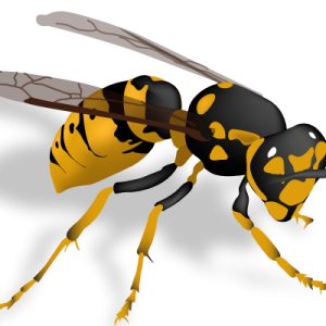 Wasp PNG