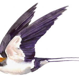Swallow PNG