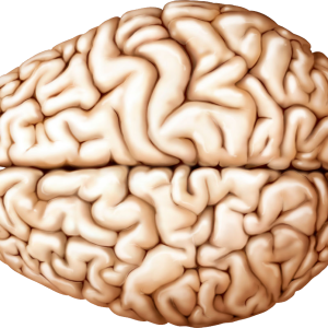 Brain PNG