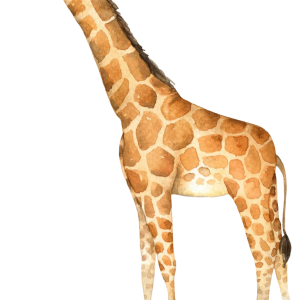 Giraffe PNG