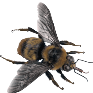 Bee PNG image