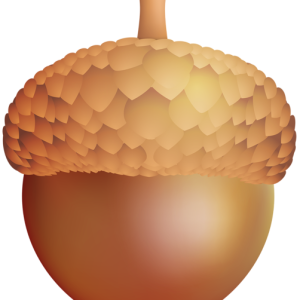 Acorn PNG image