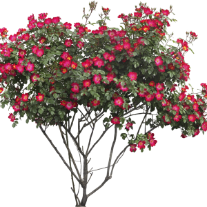 Bush PNG image