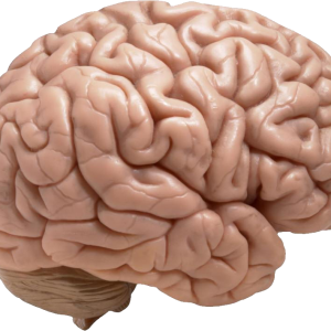 Brain PNG