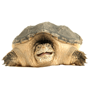 Turtle PNG
