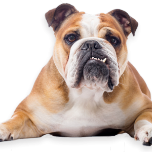 Bulldog PNG