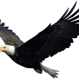 Eagle PNG image, free download