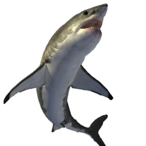 Shark PNG