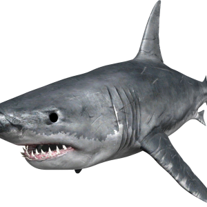Shark PNG