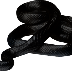 Black snake PNG image picture download free