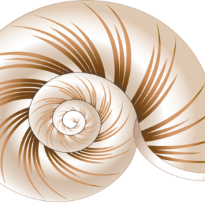 Seashell PNG