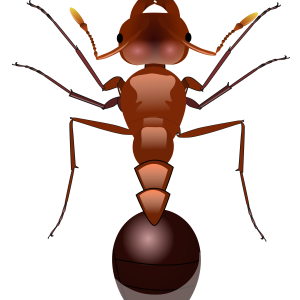 ant PNG