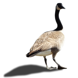 Goose PNG