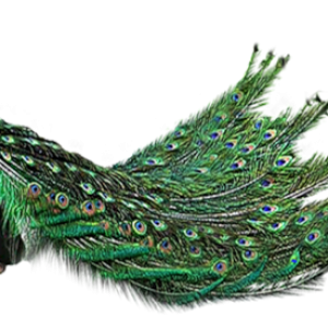 Peacock PNG